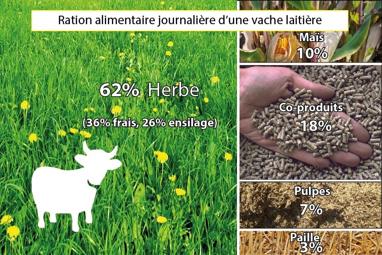 Une vache ça mange quoi? - Celagri