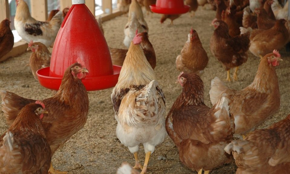 Chiffres-clé] Aviculture : comment su0027organise lu0027élevage de 