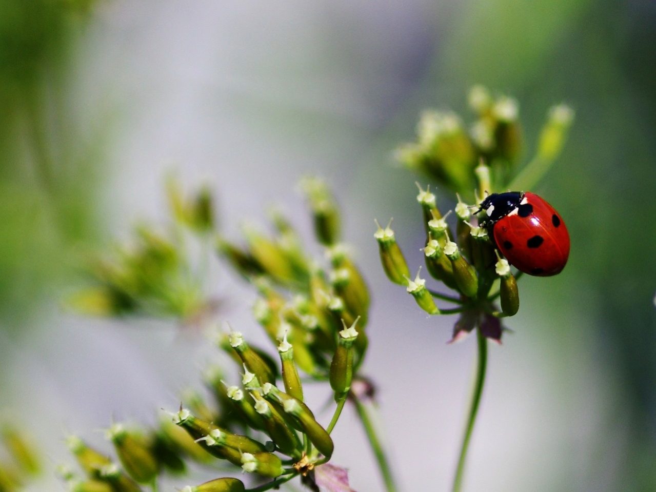 ladybug-316316_1280