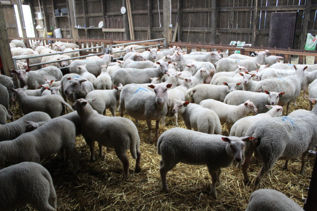 L Agneau De Paques Est Il Un Bebe Celagri L Agneau De Paques Est Il Un Bebe Celagri