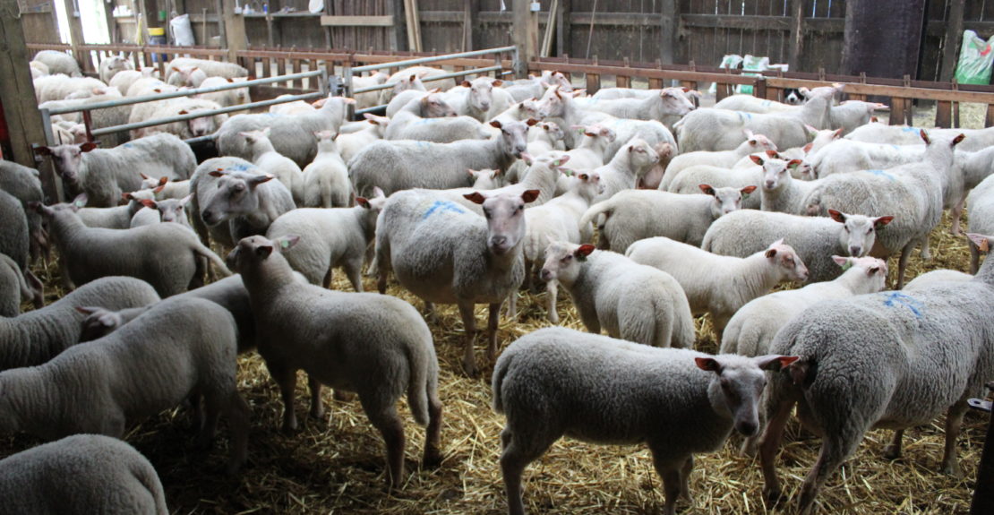 L Agneau De Paques Est Il Un Bebe Celagri L Agneau De Paques Est Il Un Bebe Celagri