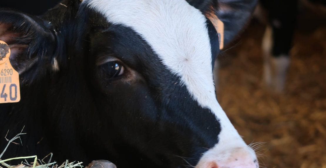 Vache A Hublot A Quoi Ca Sert Vache à Hublot A Quoi Ca Sert - Communauté MCMS™.