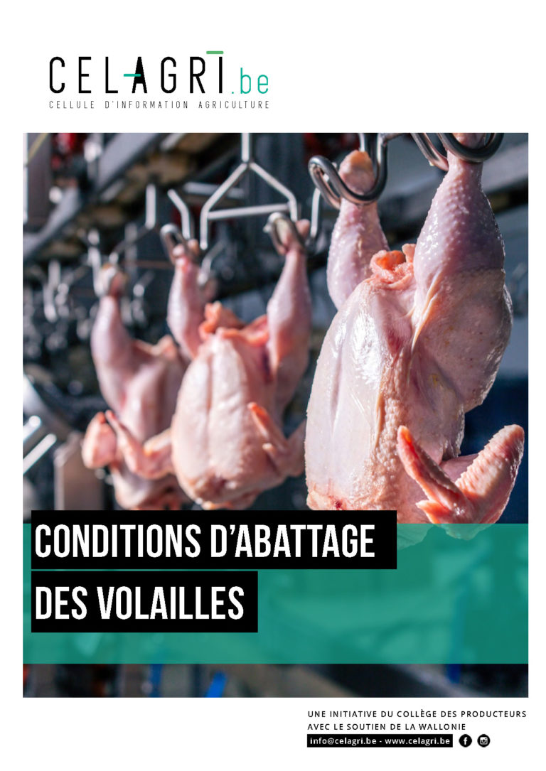Abattoir : étapes et conditions de l'abattage des volailles ...
