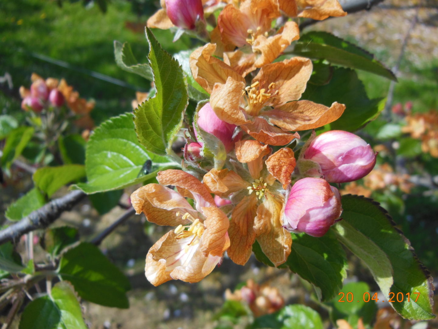 Centre Fruitier Wallon (CEF)_O.Warnier_fleur pommier gelée