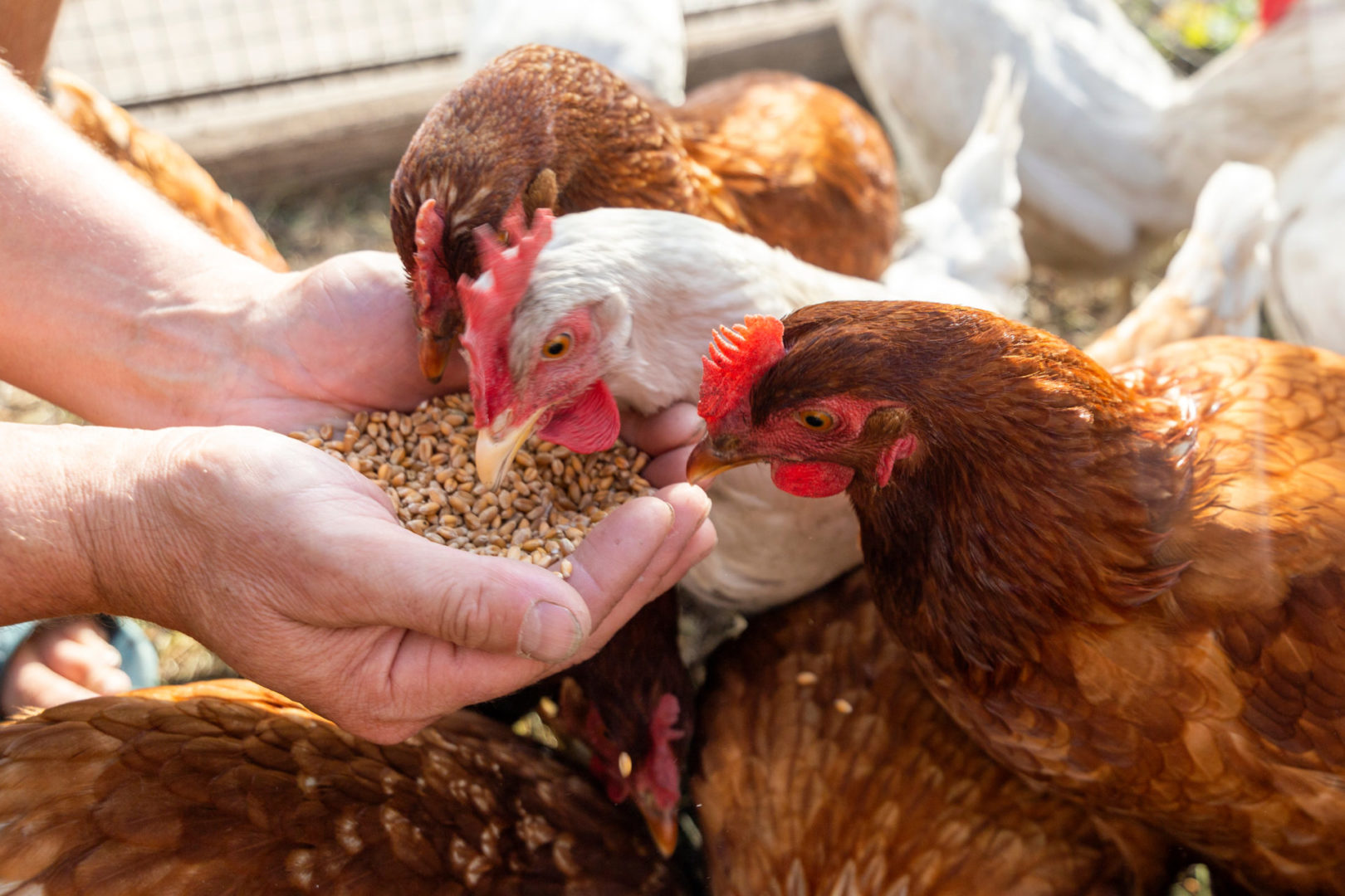 The,Farmer,Hand-feeds,His,Hens,With,Grain.,Natural,Organic,Farming