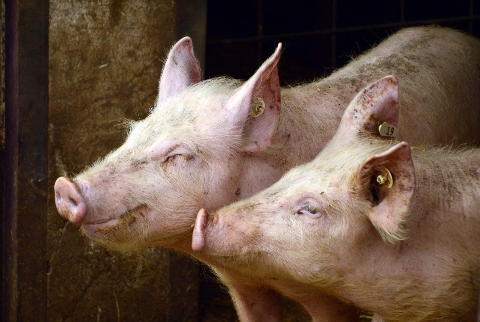 pigs-3967549_1920